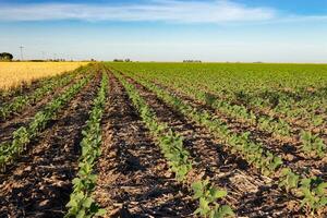 argentina campo panorama com soja plantação foto