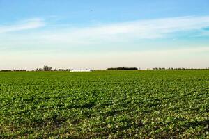 argentina campo panorama com soja plantação foto