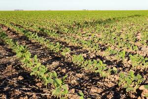 argentina campo panorama com soja plantação foto