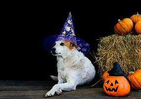 cachorro vestido para dia das Bruxas com bruxa chapéu foto