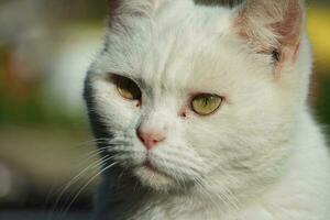 fofa persa gato é posando dentro uma casa jardim às luton Cidade do Inglaterra Reino Unido foto