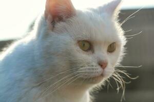 fofa persa gato é posando dentro uma casa jardim às luton Cidade do Inglaterra Reino Unido foto