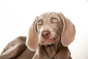 lindo verde olhos weimaraner cachorro isolado em branco fundo. foto