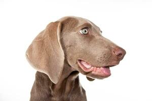 lindo verde olhos weimaraner cachorro isolado em branco fundo. foto