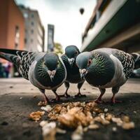 cinco pombos estão colheita grão em a rua foto