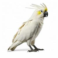 lindo grande selvagem papagaio olhando frente é mostrando dentro cheio comprimento, ai gerado foto