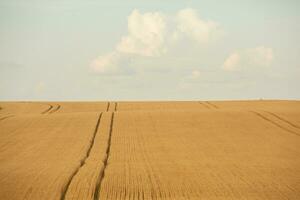 trigo campo e azul céu. agrícola panorama com orelhas do trigo. foto