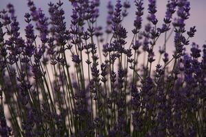 florescendo lavanda flores dentro uma provence campo debaixo pôr do sol luz dentro França. suave focado roxa lavanda flores com cópia de espaço. verão cena fundo. foto