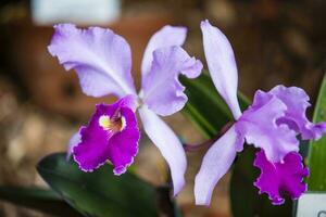 fechar-se do 1 do a lindo colombiano orquídeas. a flores festival a partir de Medellín dentro Colômbia. orquídea pertencer para cattleya gênero foto