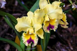 fechar-se do 1 do a lindo colombiano orquídeas. a flores festival a partir de Medellín dentro Colômbia. orquídea pertencer para cattleya gênero foto