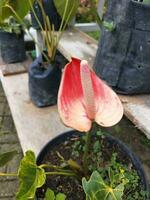 flor dentro a jardim em ensolarado dia. seletivo foco. botânico tiro foto