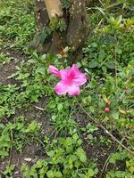 flor dentro a jardim em ensolarado dia. seletivo foco. botânico tiro foto