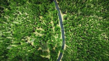 Alto ângulo tiro aéreo Visão do pinho floresta e estrada foto