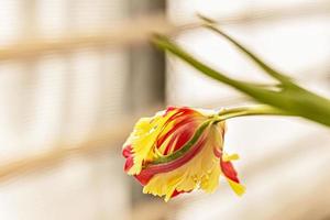 tulipa amarelo-vermelha em um vaso no jardim foto