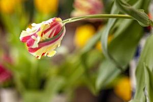 tulipa amarelo-vermelha em um vaso no jardim foto