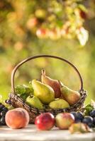 maduro peras dentro uma de madeira cesta em uma de madeira jardim mesa cercado com de outros fresco frutas. foto