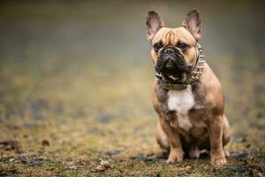 Castanho francês buldogue senta em a terra com Está orelhas acima foto