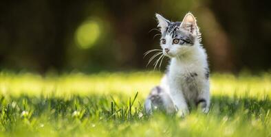 uma pequeno gatinha gato sentado em uma Relva dentro a jardim. ela tem fofo pele e afiado orelhas e curioso mente foto