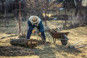 uma aposentado jardineiro coleta a raízes do a velho fruta árvore depois de escavação isto Fora do a terra foto