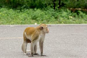 macaque macaco retrato , que nome é grandes cauda, comedor de caranguejo ou cinomolgo macaque macaco em estrada foto