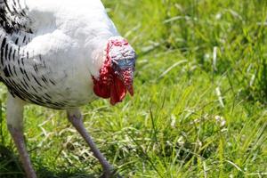 criação de animais de fazenda para venda e consumo foto