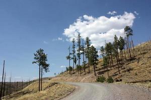 vista imponente de árvores carbonizadas que recuperam a floresta nacional de gila após um incêndio foto