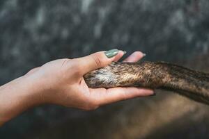 fechar-se do uma humano mão abraçando uma pata do uma cachorro foto