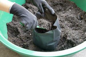 agricultores estão embalagem envasamento solo para dentro semeadura bolsas. foto
