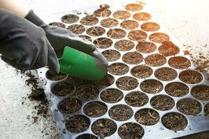 agricultores estão plantio sementes dentro plantinha bandejas. foto