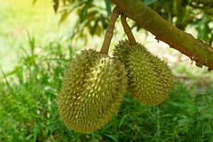 a durian em a árvore é a rei do frutas. a pele é Grosso e Difícil com afiado espinhos. a amarelo carne é separado para dentro lóbulos. com Castanho sementes dentro a carne ter uma único cheiro doce gosto foto