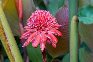 a flor vermelha etlingera elatior floresce lindamente no jardim. etlingera elatior é uma planta da mesma família do gengibre e da galanga. foco suave e seletivo. foto