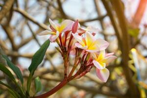 Rosa frangipani flores comumente conhecido Como plumeria, frangipani, têmpora árvore. a flores estão perfumado e estão medicinal ervas usava dentro combinação com betel noz. suave e seletivo foco. foto