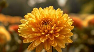 amarelo crisântemo flor, flora dentro natureza generativo ai, ai gerado foto