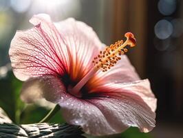 Rosa e branco hibisco flor com detalhado texturas e brilhante cores dentro natural luz solar com borrado fundo. - ai gerado foto