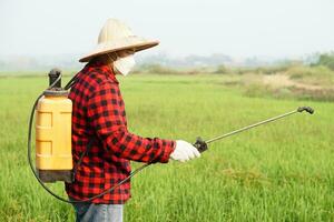 ásia agricultor usa herbicidas, inseticidas químico spray para pegue livrar do ervas daninhas e insetos ou plantar doença dentro a arroz Campos. causa ar poluição. de Meio Ambiente , agricultura produtos químicos conceito. foto