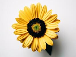 uma símbolo do alegria - uma solteiro amarelo margarida em uma branco fundo - ai gerado foto
