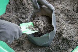 agricultores estão embalagem envasamento solo para dentro semeadura bolsas. foto