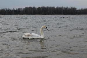 um cisne nada em um lago ou rio foto