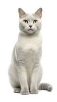 burmila gato sentado em branco fundo ai generativo foto
