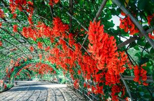 lindo flor do Novo Guiné rastejador dentro jardim, foto