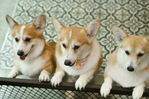 adorável Pembroke galês corgi dentro animal café, curioso galês corgi olhando às alguma coisa foto