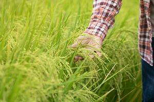 mão do agricultor segurando orelhas do arroz, arroz agricultor verificação qualidade do grãos dentro a campo, conceito do agrícola, arroz plantio, desenvolvimento Novo arroz variedades, arroz pesquisa foto