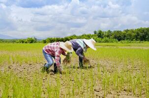 dois fêmea ásia agricultores plantio jovem arroz brotos dentro a campo em uma ensolarado dia, conceito do sazonal arroz plantio em chuvoso estação dentro Tailândia foto