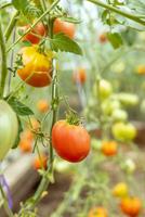 uma ramo do tomates crescendo em uma jardim cama dentro uma estufa foto