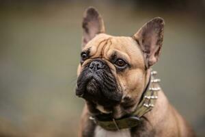 detalhe do uma cabeça do adulto francês buldogue ao ar livre foto