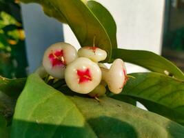 fruta grupo do uma pequeno água maçã plantar crescendo dentro a luz solar foto