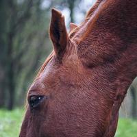 lindo retrato de cavalo marrom no prado foto