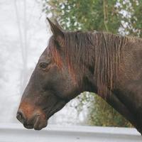 lindo retrato de cavalo marrom no prado foto