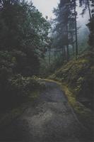bela estrada na floresta foto