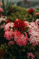 exótico fresco tropical vermelho Rosa flores crescendo dentro animais selvagens. verão lindo plantar foto